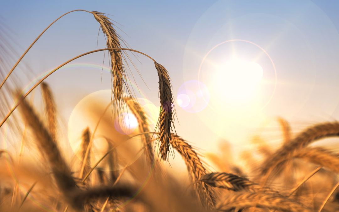 L’ensoleillement dans certains pays ne permet pas de garder un bon taux de vitamine D